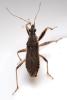 Himacerus major
